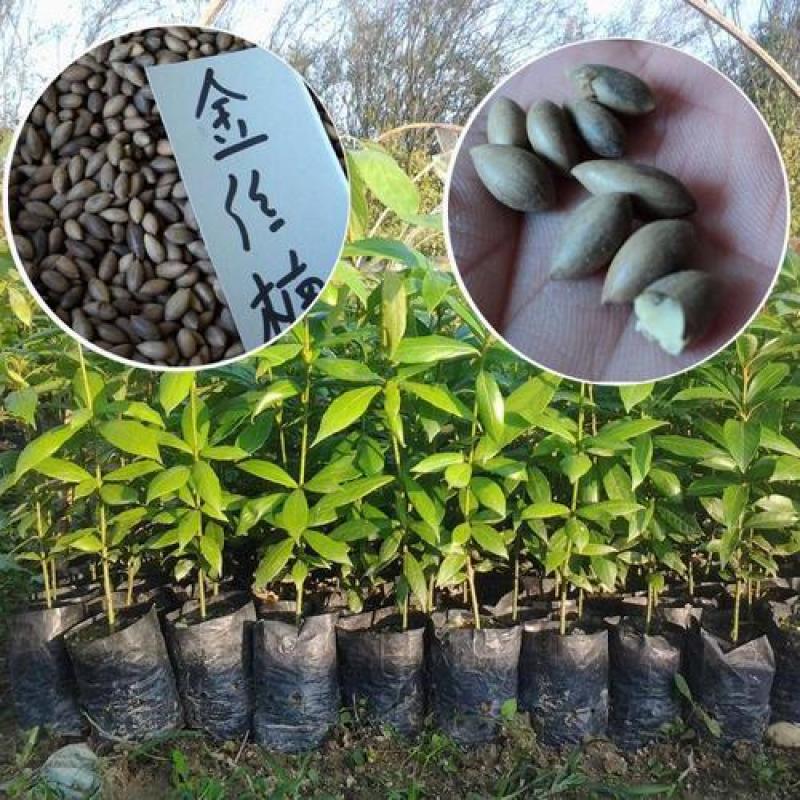 新采金丝楠木树种子四川金丝楠木种子紫楠种籽小叶桢楠种子