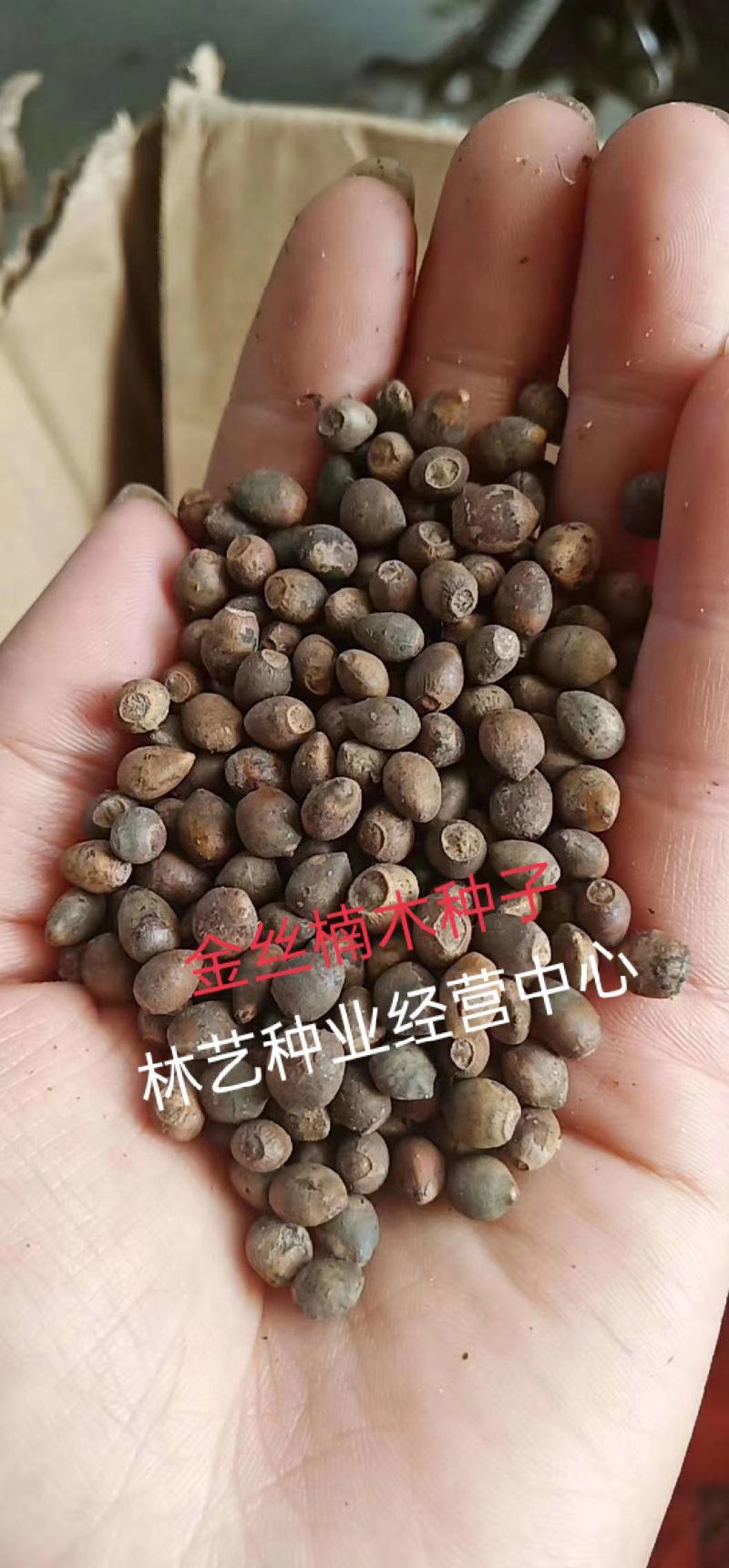 新采金丝楠木树种子四川金丝楠木种子紫楠种籽小叶桢楠种子