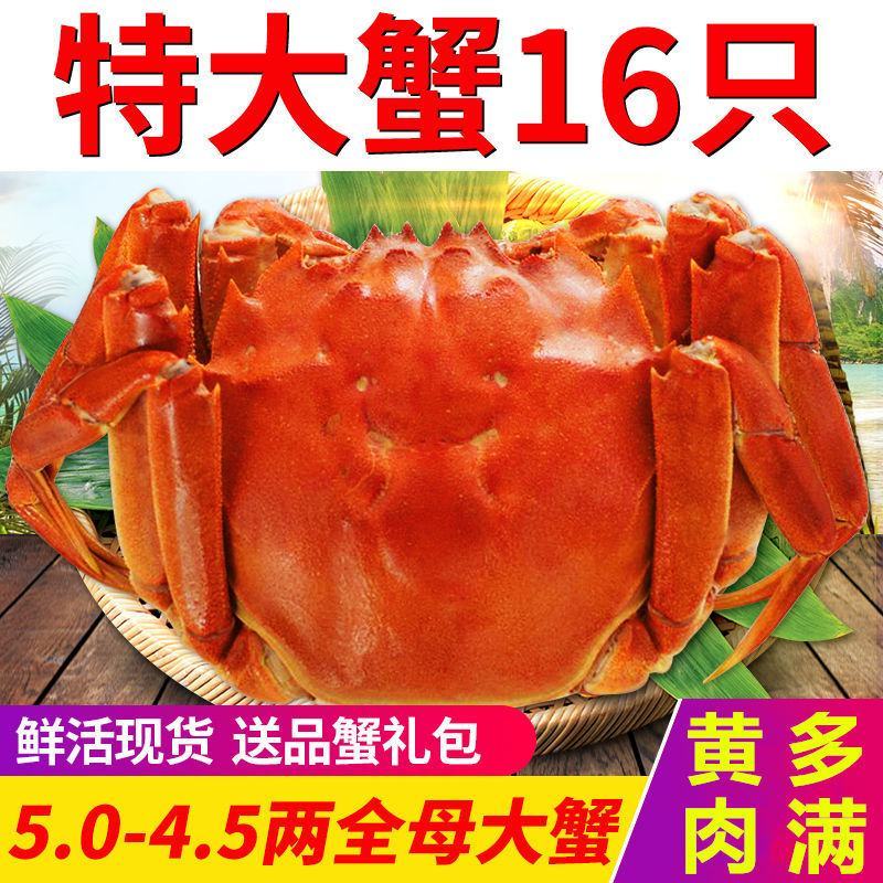 【超值全母盘锦大闸蟹鲜活现货特大螃蟹全母海鲜礼盒装冷