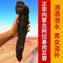 阿拉善野生肉苁蓉油苁蓉软大芸切片整枝男性泡酒料内蒙古正品