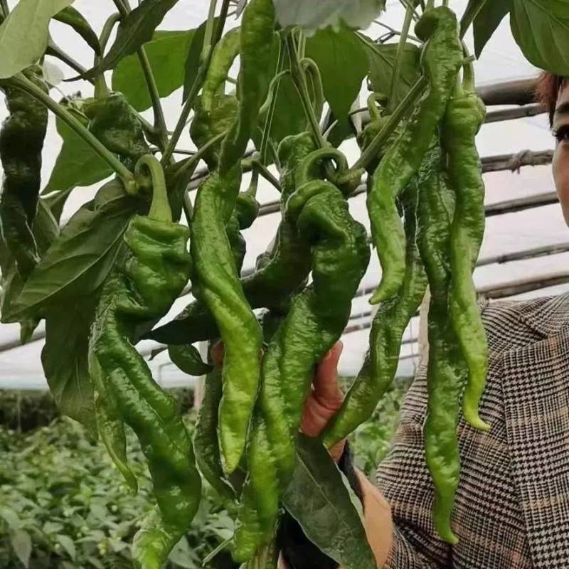 高品质！螺丝椒种子皮薄肉厚耐热耐低温陇椒辣椒种子基地