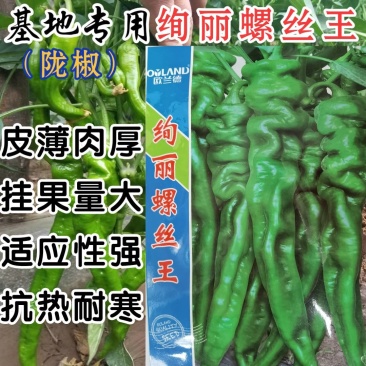 高品质！螺丝椒种子皮薄肉厚耐热耐低温陇椒辣椒种子基地