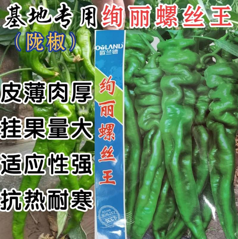 高品质！螺丝椒种子皮薄肉厚耐热耐低温陇椒辣椒种子基地