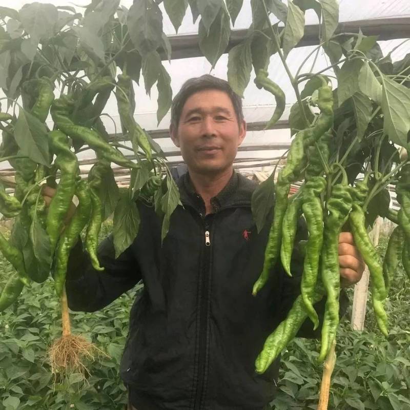 高品质！螺丝椒种子皮薄肉厚耐热耐低温陇椒辣椒种子基地