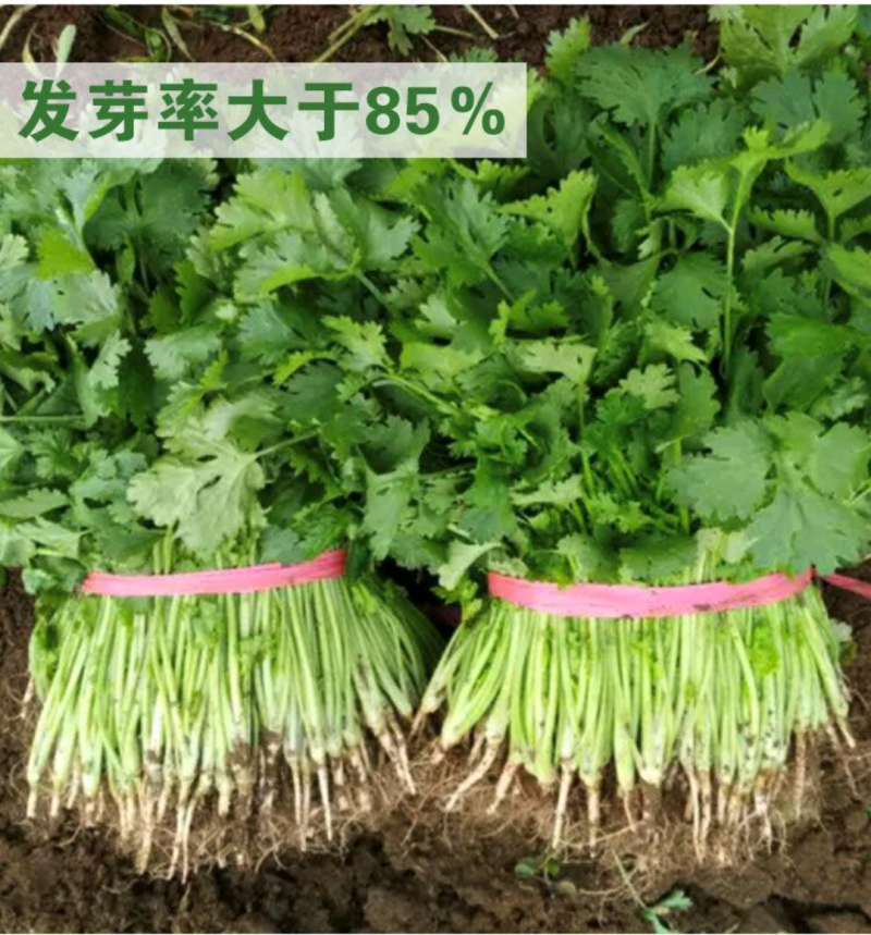 【香菜种】澳洲纯正大香油叶耐热耐寒四季可播种高产优质种子