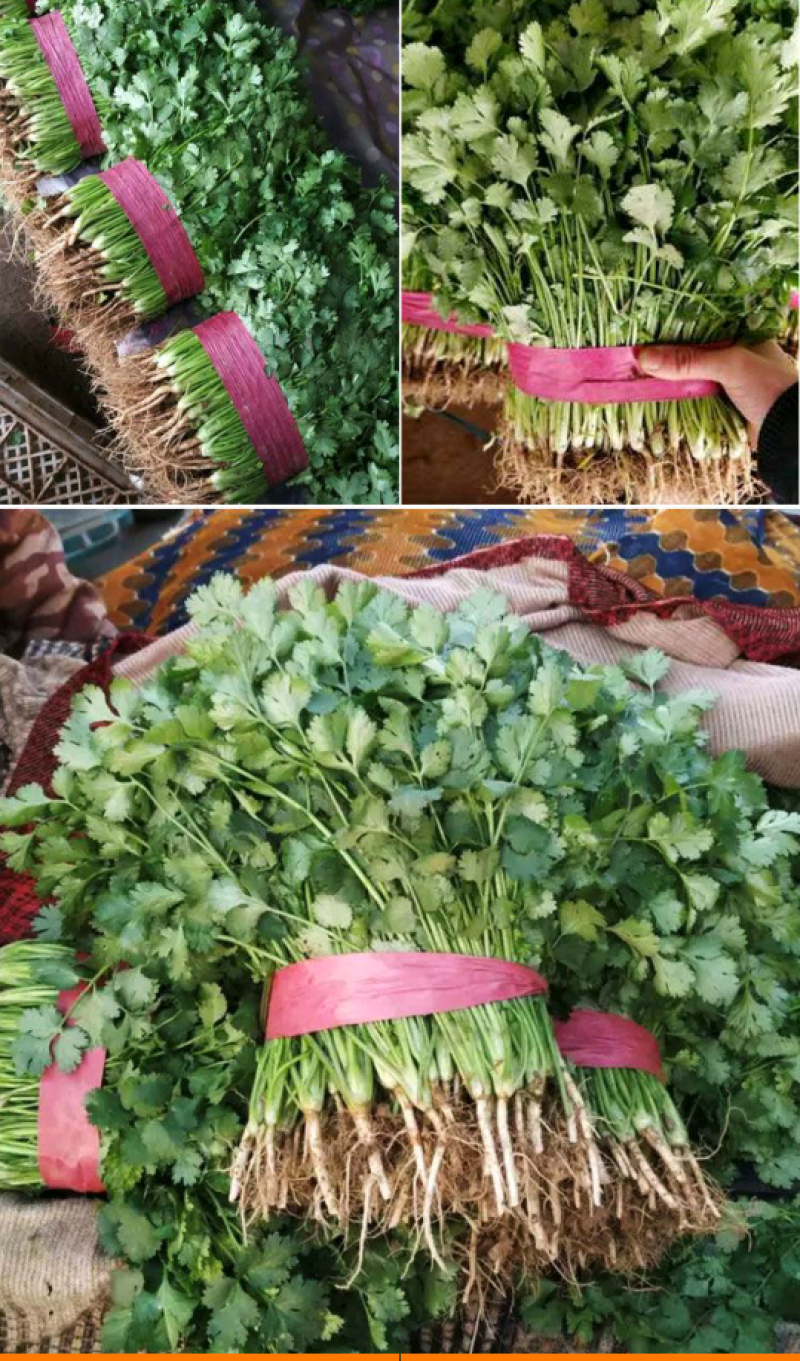 【香菜种】澳洲纯正大香油叶耐热耐寒四季可播种高产优质种子