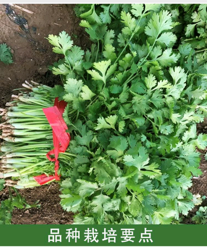 【香菜种】澳洲纯正大香油叶耐热耐寒四季可播种高产优质种子