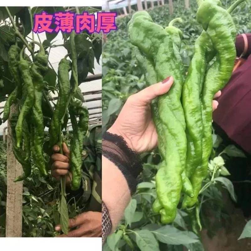 高品质！绚丽36螺丝椒种子陇椒种子早熟高产辣椒种基地