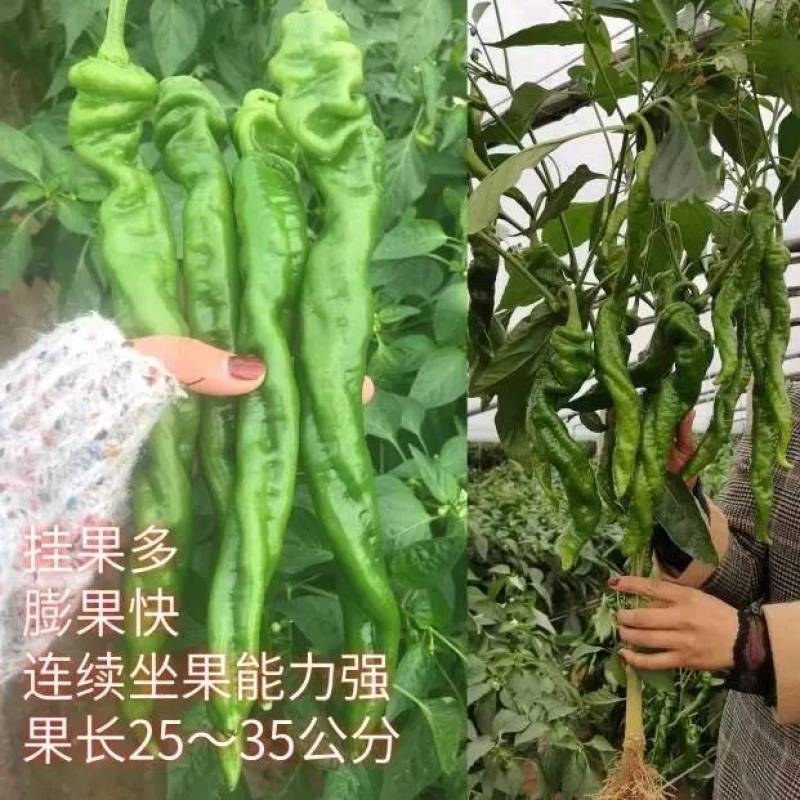 高品质！绚丽36螺丝椒种子陇椒种子早熟高产辣椒种基地