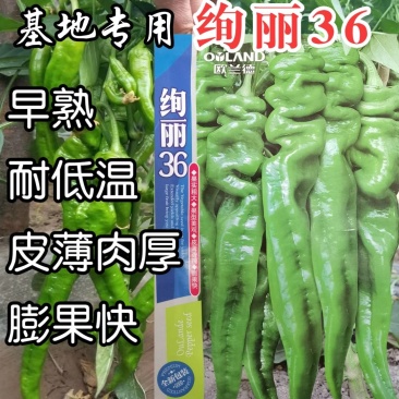 高品质!绚丽36螺丝椒种子陇椒种子早熟高产辣椒种基地