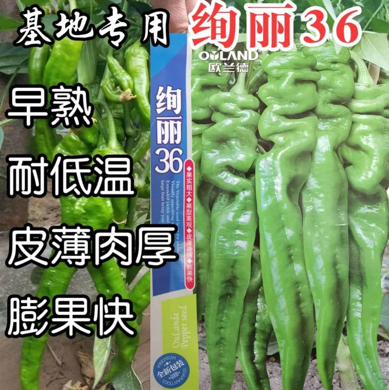 高品质！绚丽36螺丝椒种子陇椒种子早熟高产辣椒种基地