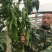 高品质!绚丽36螺丝椒种子陇椒种子早熟高产辣椒种基地