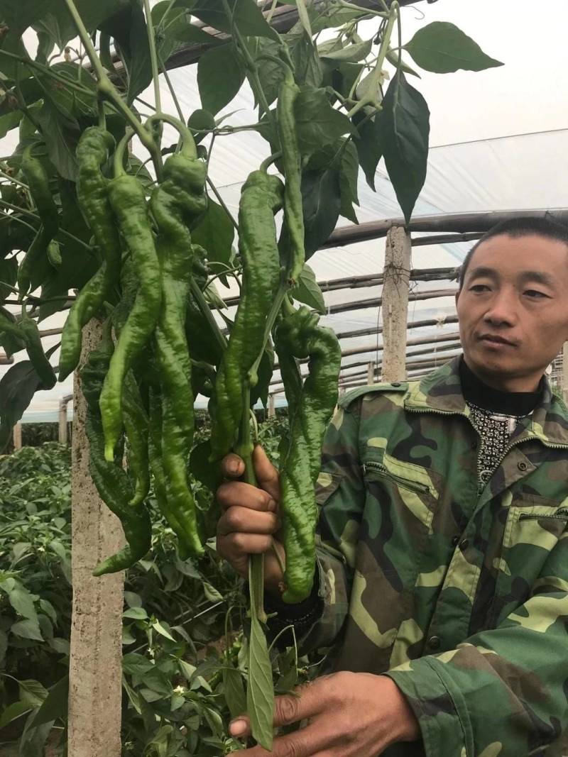 高品质！绚丽36螺丝椒种子陇椒种子早熟高产辣椒种基地