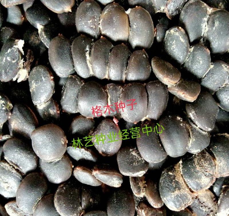 新采林木种子格木树种子铁木斗登凤种籽子庭院园林绿化