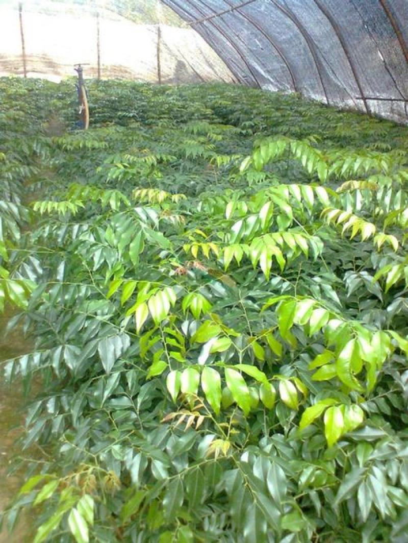 新采林木种子格木树种子铁木斗登凤种籽子庭院园林绿化