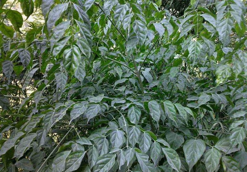 新采林木种子格木树种子铁木斗登凤种籽子庭院园林绿化