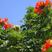 澳洲火焰木种子火焰木郁金香树喷泉树种子行道树公共场所绿化
