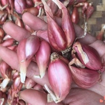 香葱头黄葱头种子农家四季播蔬菜红葱头种子