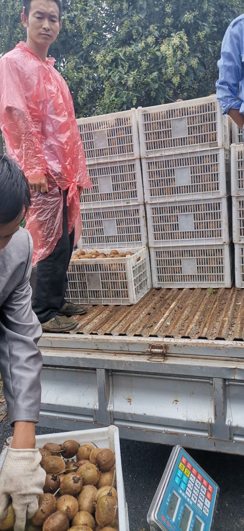 太白山优生区优质弥猴桃