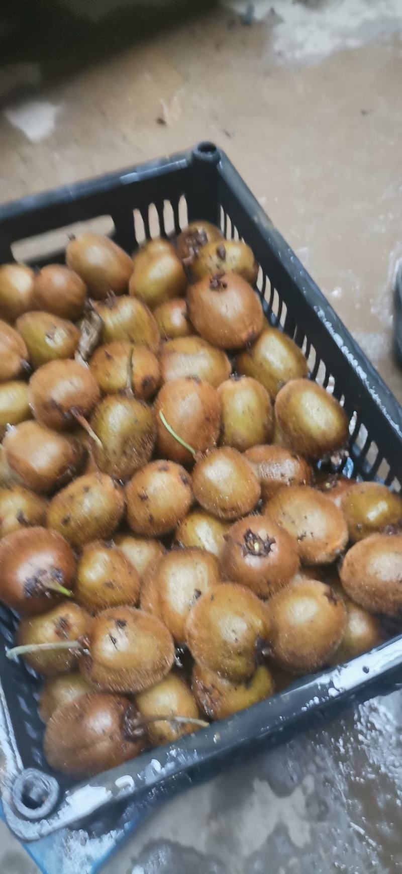 太白山优生区优质弥猴桃