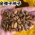 新采金弹子种子鸡血红老鸦柿种子梨形葫芦果灯泡型种子