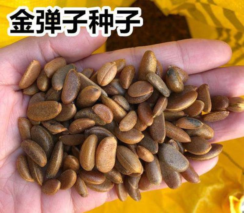新采金弹子种子鸡血红老鸦柿种子梨形葫芦果灯泡型种子