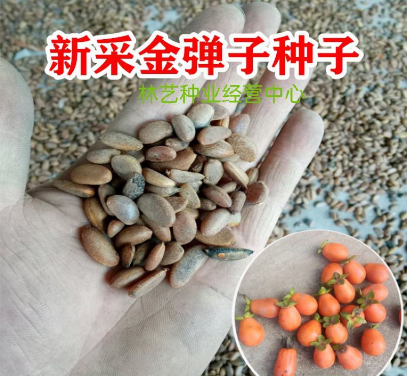新采金弹子种子鸡血红老鸦柿种子梨形葫芦果灯泡型种子
