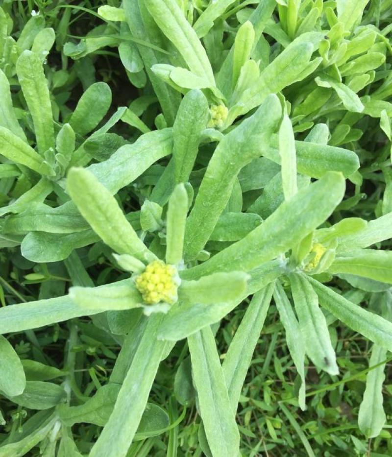 野生清明草种子鼠曲草种子绒毛鼠麴佛耳草种子庭院栽培种植