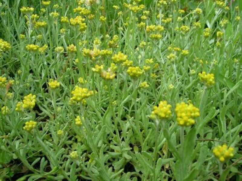 野生清明草种子鼠曲草种子绒毛鼠麴佛耳草种子庭院栽培种植