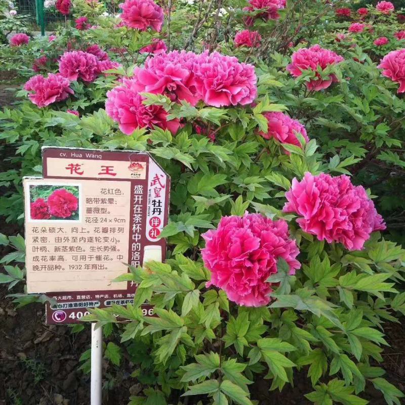 精品洛阳红牡丹，货源充足，根系发达，成活率高。