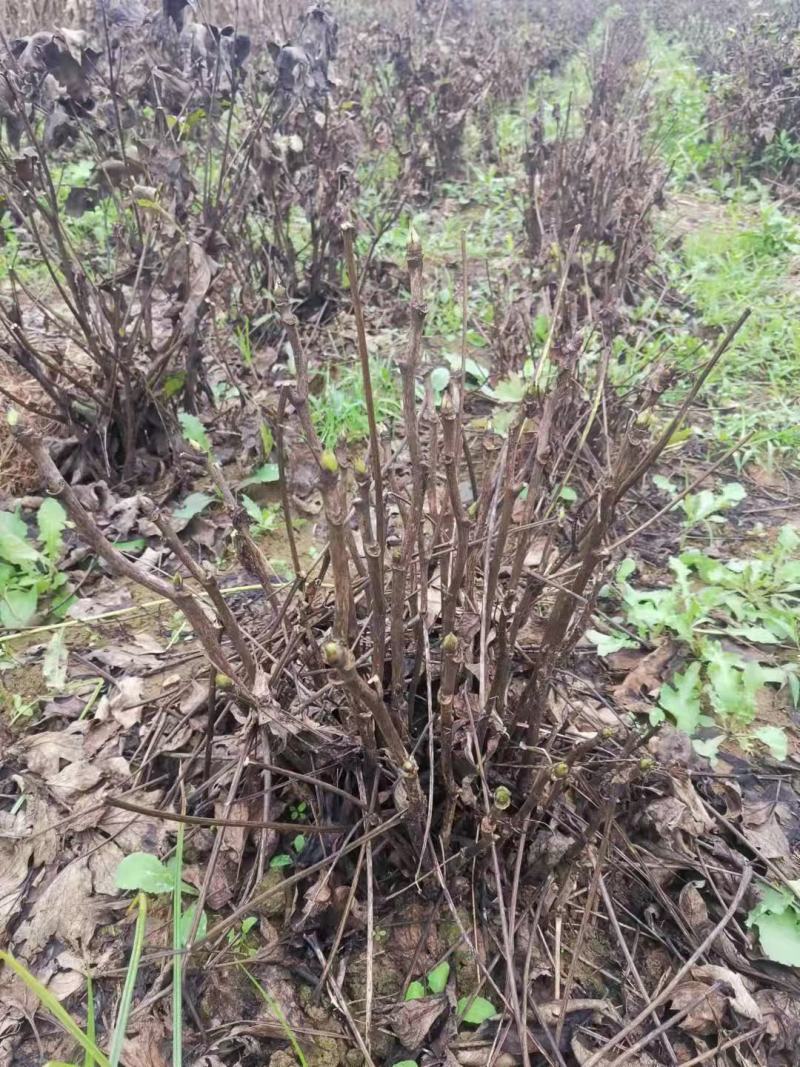 精品洛阳红牡丹，货源充足，根系发达，成活率高。