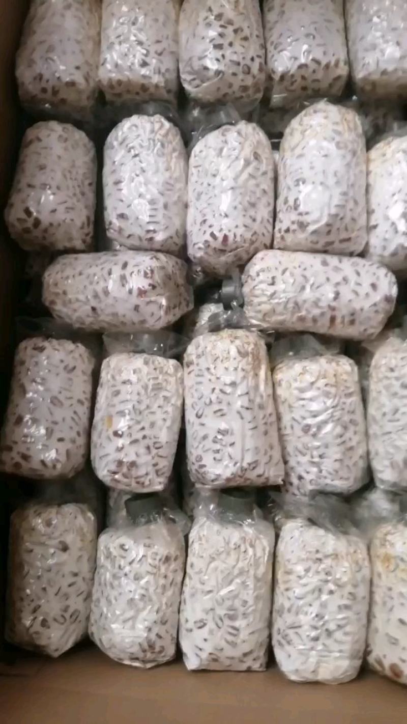 榆黄蘑菌种榆黄蘑菌包黄平菇菌种鸡油菌菌包