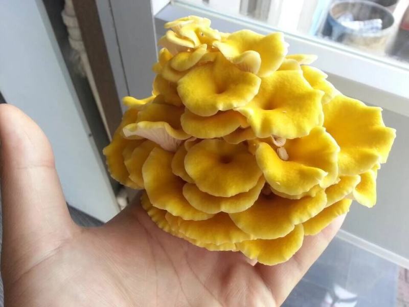 榆黄蘑菌种榆黄蘑菌包黄平菇菌种鸡油菌菌包
