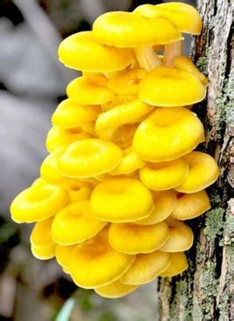 榆黄蘑菌种榆黄蘑菌包黄平菇菌种鸡油菌菌包