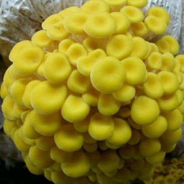 榆黄蘑菌种榆黄蘑菌包黄平菇菌种鸡油菌菌包