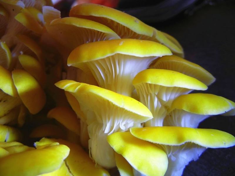 榆黄蘑菌种榆黄蘑菌包黄平菇菌种鸡油菌菌包