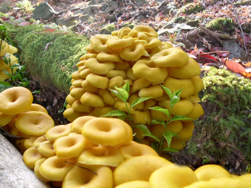 榆黄蘑菌种榆黄蘑菌包黄平菇菌种鸡油菌菌包