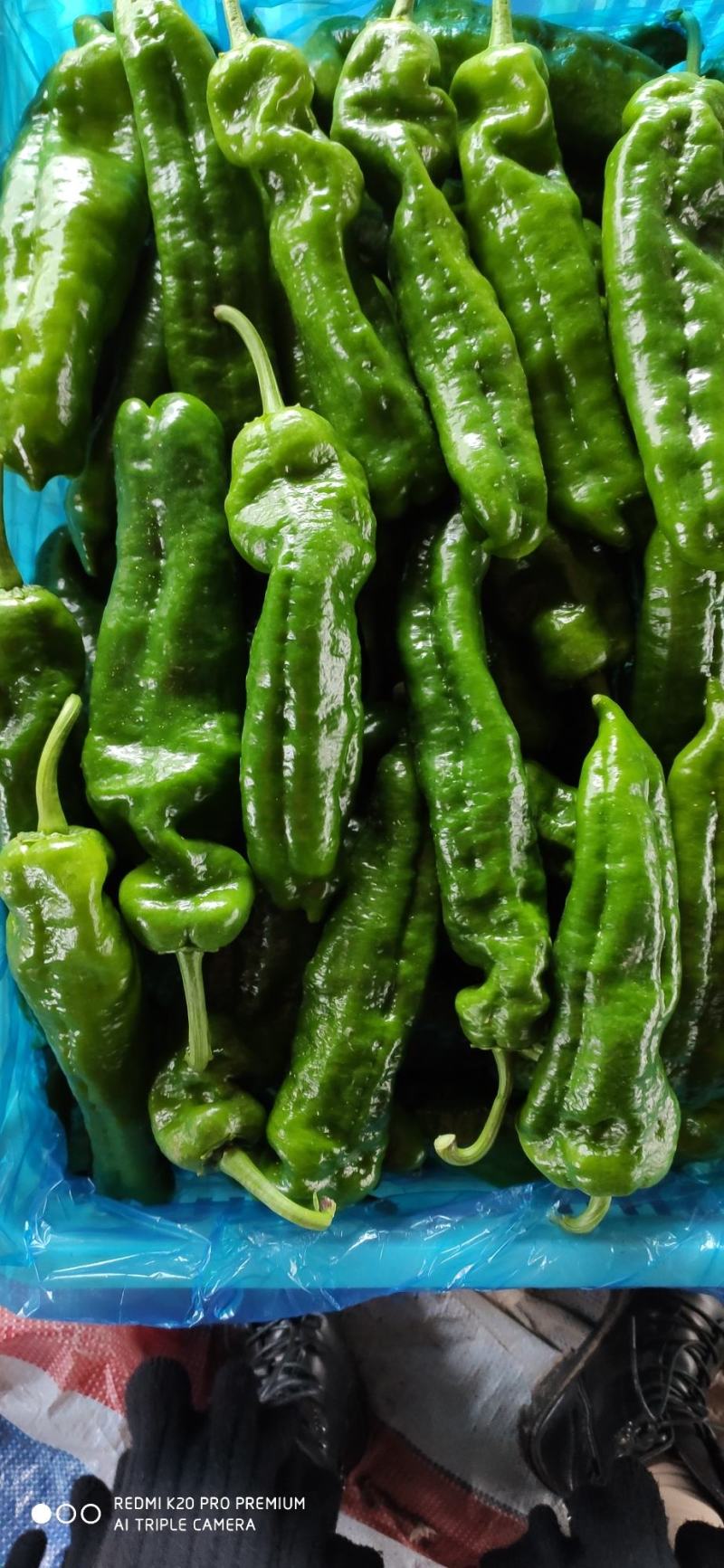 夏邑县大棚精品301鲜辣椒大量上市，代收代发全国各地