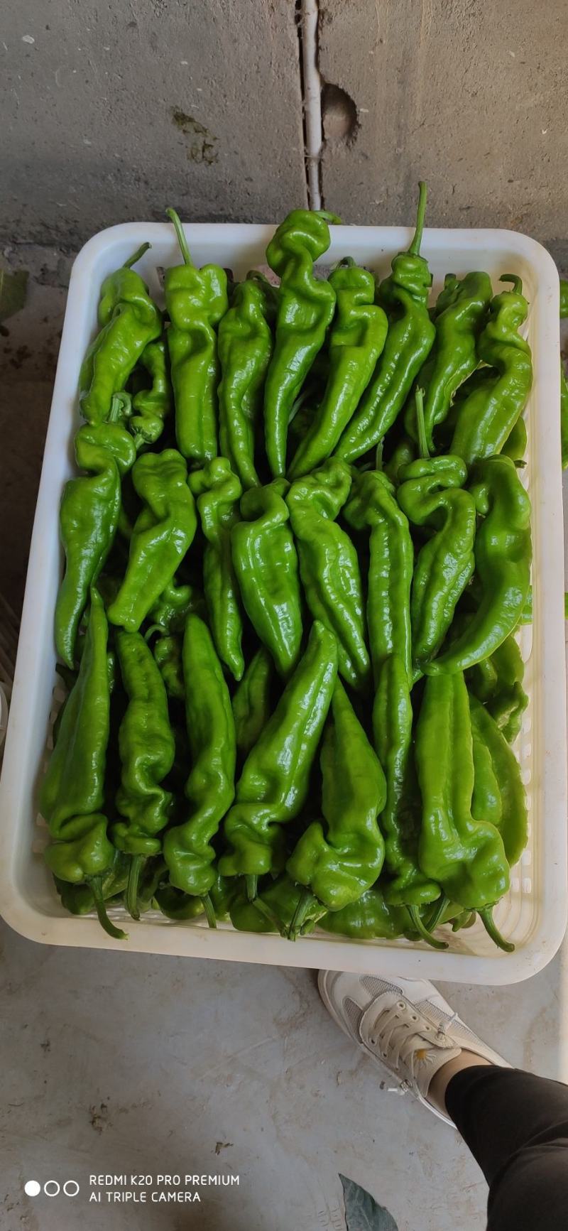 夏邑县大棚精品301鲜辣椒大量上市，代收代发全国各地
