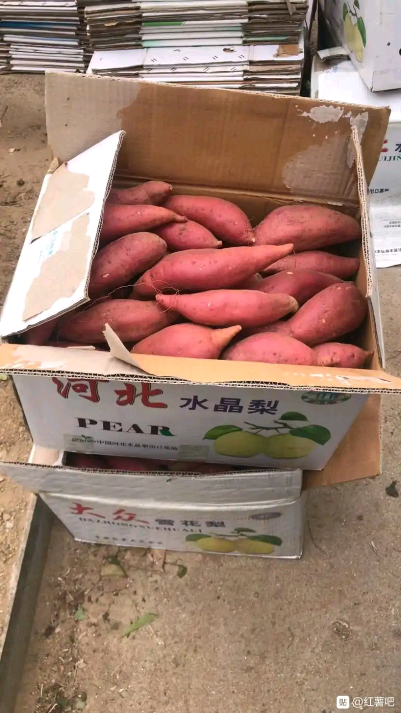 山东泗水县丘岭地瓜大量上市