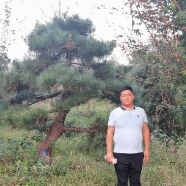 昊文造型黑松基地批发价格，批发造型油松，造型松