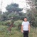 昊文造型黑松基地批发价格，批发造型油松，造型松