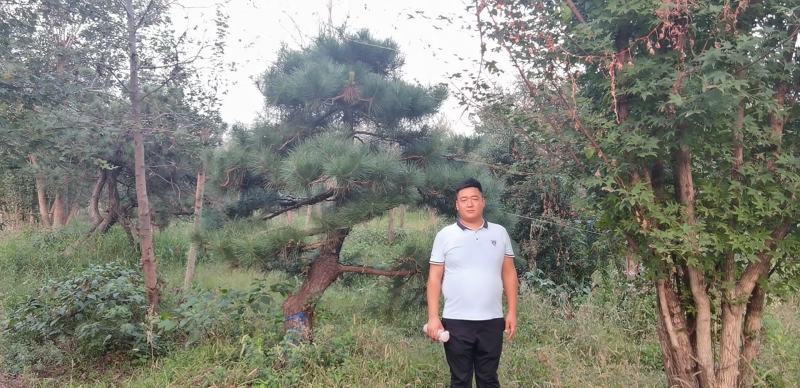 昊文造型黑松基地批发价格，批发造型油松，造型松