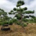昊文造型黑松基地批发价格，批发造型油松，造型松