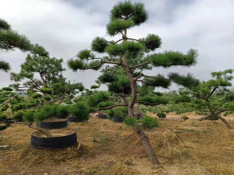 昊文造型黑松基地批发价格，批发造型油松，造型松