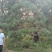 昊文造型黑松基地批发价格，批发造型油松，造型松