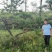 昊文造型黑松基地批发价格，批发造型油松，造型松