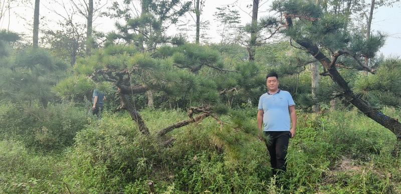 昊文造型黑松基地批发价格，批发造型油松，造型松