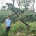昊文造型黑松基地批发价格，批发造型油松，造型松