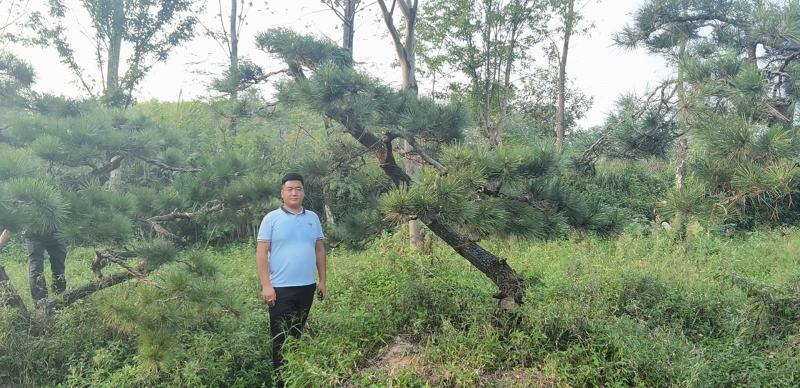 昊文造型黑松基地批发价格，批发造型油松，造型松